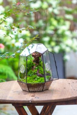 NCYP Close Geometric Tin Glass Terrarium With Door, Vent, Insect Bug Terrarium -Terrarium Plant Hub IMG 7273