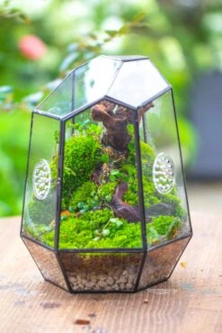 NCYP Close Geometric Tin Glass Terrarium With Door, Vent, Insect Bug Terrarium -Terrarium Plant Hub IMG 7274