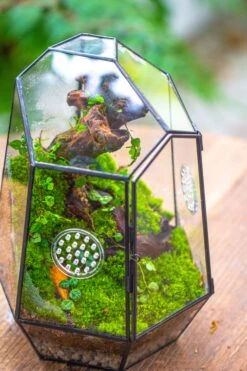NCYP Close Geometric Tin Glass Terrarium With Door, Vent, Insect Bug Terrarium -Terrarium Plant Hub IMG 7278 9e344fc3 3a93 40ff 8257 251cf46f9ae3