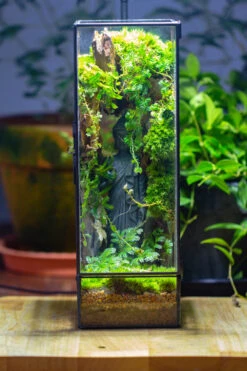 NCYP Close 11.8" Tall Geometric Glass Terrarium With Door Building DIY Set, With Buddha, Dragon Rocks, Planting Materials -Terrarium Plant Hub IMG 7279 69ac4efd 0b5c 4ba6 b0e6 8199b0d314df