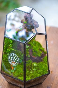 NCYP Close Geometric Tin Glass Terrarium With Door, Vent, Insect Bug Terrarium -Terrarium Plant Hub IMG 7279 8af042fd f324 4810 a0ff 9960291550fa