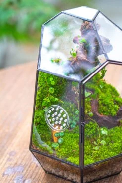 NCYP Close Geometric Tin Glass Terrarium With Door, Vent, Insect Bug Terrarium -Terrarium Plant Hub IMG 7280 e4ad7b7c 2c57 4aa4 b4c8 92d28fd91895