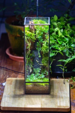 NCYP Close 11.8" Tall Geometric Glass Terrarium With Door Building DIY Set, With Buddha, Dragon Rocks, Planting Materials -Terrarium Plant Hub IMG 7281