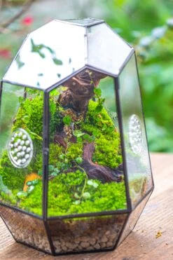 NCYP Close Geometric Tin Glass Terrarium With Door, Vent, Insect Bug Terrarium -Terrarium Plant Hub IMG 7281 39b04e6a bdcc 4faf 86c6 7710abfd3187