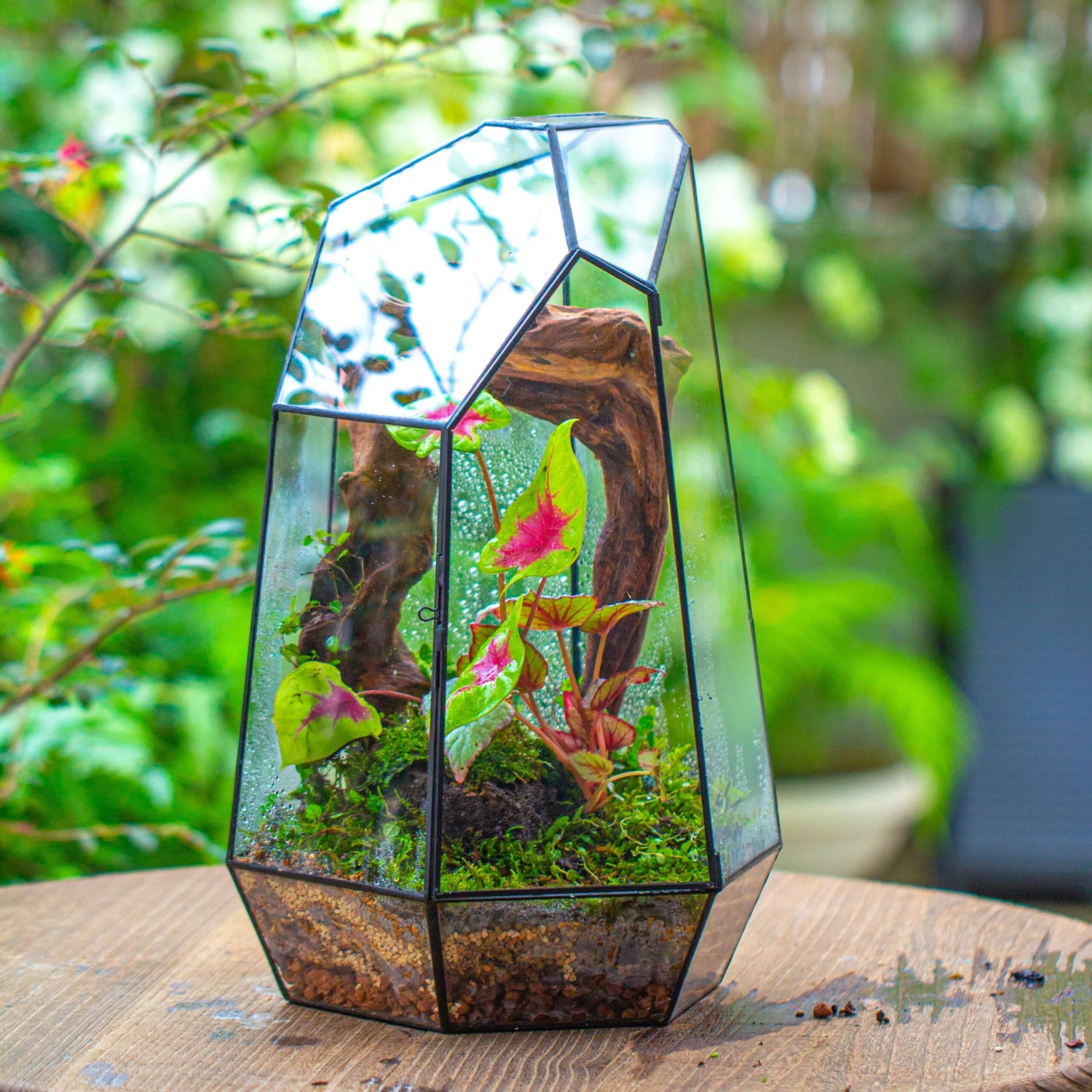 16.1" Large Irregular Geometric Glass Terrarium, Close, Tin Soldered, For Moss, Tropical Plants, Micro Landscape 9 16.1" Large Irregular Geometric Glass Terrarium, Close, Tin Soldered, For Moss, Tropical Plants, Micro Landscape - Image 7