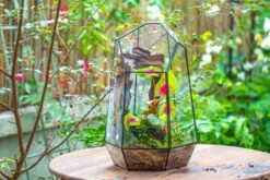 16.1" Large Irregular Geometric Glass Terrarium, Close, Tin Soldered, For Moss, Tropical Plants, Micro Landscape 37 16.1" Large Irregular Geometric Glass Terrarium, Close, Tin Soldered, For Moss, Tropical Plants, Micro Landscape -Terrarium Plant Hub IMG 7298 ed16cd8a b75b 433c 88a9 da9fb4a24a7d