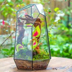 16.1" Large Irregular Geometric Glass Terrarium, Close, Tin Soldered, For Moss, Tropical Plants, Micro Landscape 25 16.1" Large Irregular Geometric Glass Terrarium, Close, Tin Soldered, For Moss, Tropical Plants, Micro Landscape -Terrarium Plant Hub IMG 7301 1 abd7c810 511d 4efa 9930 e1243c30b616