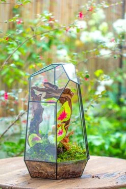 16.1" Large Irregular Geometric Glass Terrarium, Close, Tin Soldered, For Moss, Tropical Plants, Micro Landscape 40 16.1" Large Irregular Geometric Glass Terrarium, Close, Tin Soldered, For Moss, Tropical Plants, Micro Landscape -Terrarium Plant Hub IMG 7301 2c997757 94f7 4122 be5e fbcd92878b73