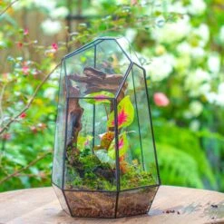 16.1" Large Irregular Geometric Glass Terrarium, Close, Tin Soldered, For Moss, Tropical Plants, Micro Landscape 24 16.1" Large Irregular Geometric Glass Terrarium, Close, Tin Soldered, For Moss, Tropical Plants, Micro Landscape -Terrarium Plant Hub IMG 7304 1 9e649444 609c 4c7a 97d5 b1ddacfb4865