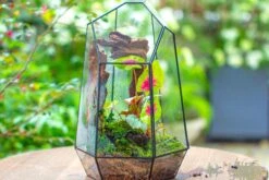 16.1" Large Irregular Geometric Glass Terrarium, Close, Tin Soldered, For Moss, Tropical Plants, Micro Landscape 36 16.1" Large Irregular Geometric Glass Terrarium, Close, Tin Soldered, For Moss, Tropical Plants, Micro Landscape -Terrarium Plant Hub IMG 7305 28540918 1125 40cc b585 4ff73839f363