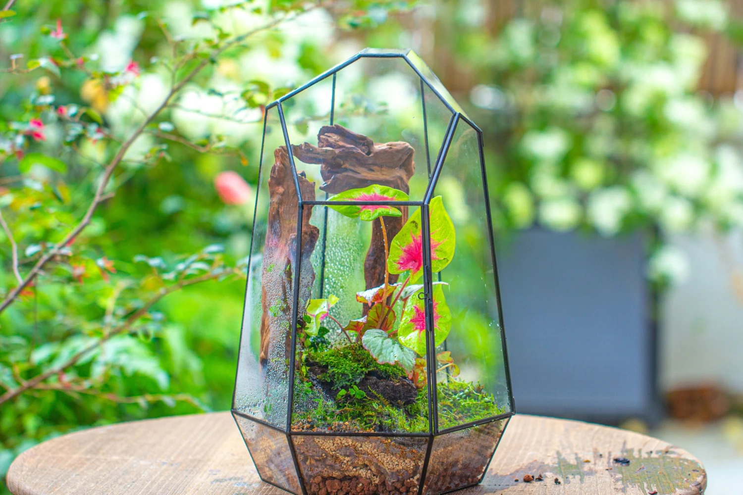 16.1" Large Irregular Geometric Glass Terrarium, Close, Tin Soldered, For Moss, Tropical Plants, Micro Landscape 16 16.1" Large Irregular Geometric Glass Terrarium, Close, Tin Soldered, For Moss, Tropical Plants, Micro Landscape - Image 14