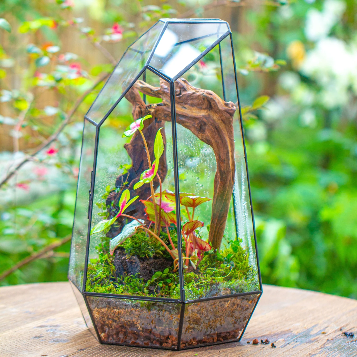 16.1" Large Irregular Geometric Glass Terrarium, Close, Tin Soldered, For Moss, Tropical Plants, Micro Landscape 4 16.1" Large Irregular Geometric Glass Terrarium, Close, Tin Soldered, For Moss, Tropical Plants, Micro Landscape - Image 2
