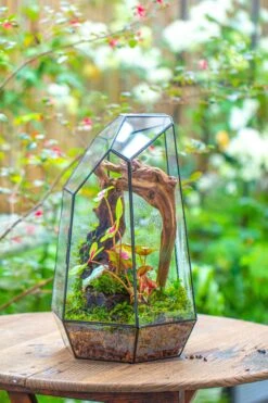 16.1" Large Irregular Geometric Glass Terrarium, Close, Tin Soldered, For Moss, Tropical Plants, Micro Landscape 33 16.1" Large Irregular Geometric Glass Terrarium, Close, Tin Soldered, For Moss, Tropical Plants, Micro Landscape -Terrarium Plant Hub IMG 7308 0fabc6e1 376a 4364 8cb1 a891cb06b8fb