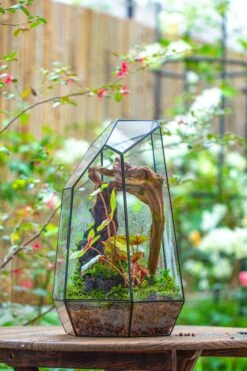 16.1" Large Irregular Geometric Glass Terrarium, Close, Tin Soldered, For Moss, Tropical Plants, Micro Landscape 32 16.1" Large Irregular Geometric Glass Terrarium, Close, Tin Soldered, For Moss, Tropical Plants, Micro Landscape -Terrarium Plant Hub IMG 7309 dc58511a 0309 42c1 b0b2 d8f08169cd78
