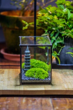 Preserved Moss Terrarium Miniature DIY Set, Japanese Zen Style, Preserved Leucobryum Moss And Pagoda, 17*10*12cm / 6.7 X 3.9 X 4.7" 39 Preserved Moss Terrarium Miniature DIY Set, Japanese Zen Style, Preserved Leucobryum Moss And Pagoda, 17*10*12cm / 6.7 X 3.9 X 4.7" -Terrarium Plant Hub IMG 7369