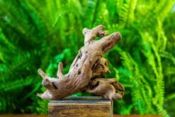 Driftwood For Moss Terrarium, Miniature, Micro Landscape, H022 -Terrarium Plant Hub IMG 7419