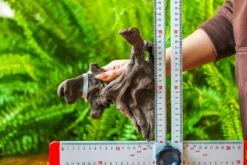 Driftwood For Moss Terrarium, Miniature, Micro Landscape, H019 -Terrarium Plant Hub IMG 7429