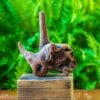 Driftwood For Moss Terrarium, Miniature, Micro Landscape, H015 -Terrarium Plant Hub IMG 7432