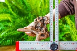 Driftwood For Moss Terrarium, Miniature, Micro Landscape, H015 -Terrarium Plant Hub IMG 7434