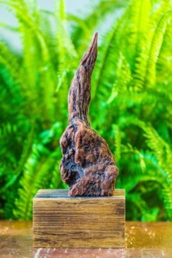 Front Page 6 Front Page -Terrarium Plant Hub IMG 7436