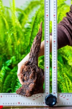 Driftwood For Moss Terrarium, Miniature, Micro Landscape, H017 -Terrarium Plant Hub IMG 7438