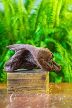 Driftwood For Moss Terrarium, Miniature, Micro Landscape, H008 -Terrarium Plant Hub IMG 7448