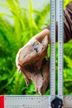 Driftwood For Moss Terrarium, Miniature, Micro Landscape, H008 -Terrarium Plant Hub IMG 7449