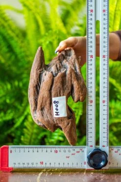 Driftwood For Moss Terrarium, Miniature, Micro Landscape, H008 -Terrarium Plant Hub IMG 7451