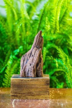 Driftwood For Moss Terrarium, Miniature, Micro Landscape, H011 -Terrarium Plant Hub IMG 7465 f93b7c04 102b 41bc ba60 b5a199cbbe97