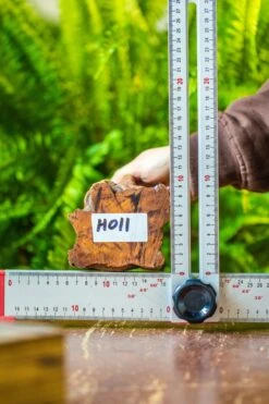 Driftwood For Moss Terrarium, Miniature, Micro Landscape, H011 -Terrarium Plant Hub IMG 7466 8ee7ee50 ce53 4453 a1bf a35c3eedc862