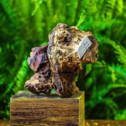 Driftwood For Moss Terrarium, Miniature, Micro Landscape, H005 -Terrarium Plant Hub IMG 7531