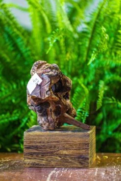 Driftwood For Moss Terrarium, Miniature, Micro Landscape, H005 -Terrarium Plant Hub IMG 7532