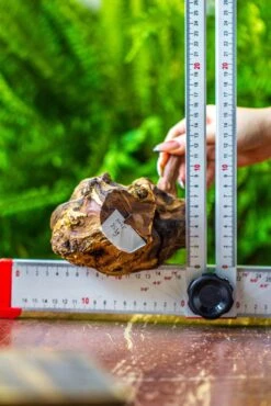 Driftwood For Moss Terrarium, Miniature, Micro Landscape, H005 -Terrarium Plant Hub IMG 7534