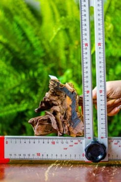 Driftwood For Moss Terrarium, Miniature, Micro Landscape, 7023 -Terrarium Plant Hub IMG 7550 bd2f1fa7 58ef 4ab4 9f03 3999f76df36c