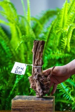 Front Page 8 Front Page -Terrarium Plant Hub IMG 7563 17c4e46b 2885 4601 a398 86a85358a6cb