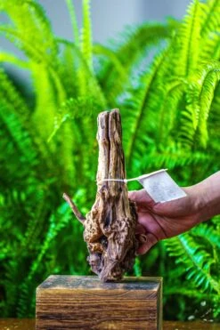 Driftwood For Moss Terrarium, Miniature, Micro Landscape, 7025 -Terrarium Plant Hub IMG 7564