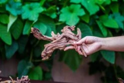 Natural Driftwood Roots Bag For Moss Terrarium Succulents Air Plants Reptile Miniature Habitat -Terrarium Plant Hub IMG 7569 1