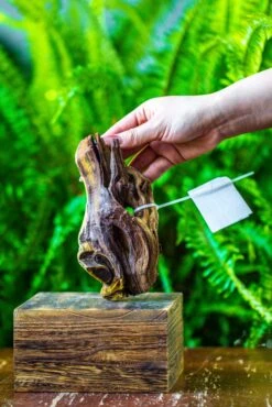 Driftwood For Moss Terrarium, Miniature, Micro Landscape, 7019 -Terrarium Plant Hub IMG 7569