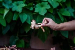 Natural Driftwood Roots Bag For Moss Terrarium Succulents Air Plants Reptile Miniature Habitat -Terrarium Plant Hub IMG 7570 1