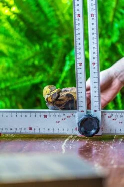 Driftwood For Moss Terrarium, Miniature, Micro Landscape, 7019 -Terrarium Plant Hub IMG 7570