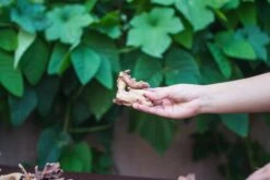 Natural Driftwood Roots Bag For Moss Terrarium Succulents Air Plants Reptile Miniature Habitat -Terrarium Plant Hub IMG 7571