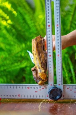 Driftwood For Moss Terrarium, Miniature, Micro Landscape, 7019 -Terrarium Plant Hub IMG 7571 6cb25c5c b7b0 4fff a219 01fb75b3ee37