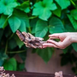 Natural Driftwood Roots Bag For Moss Terrarium Succulents Air Plants Reptile Miniature Habitat -Terrarium Plant Hub IMG 7572