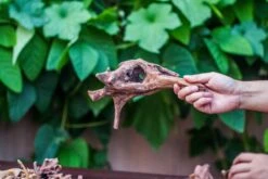 Natural Driftwood Roots Bag For Moss Terrarium Succulents Air Plants Reptile Miniature Habitat -Terrarium Plant Hub IMG 7573