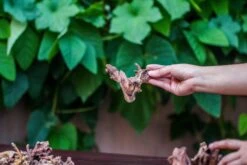 Natural Driftwood Roots Bag For Moss Terrarium Succulents Air Plants Reptile Miniature Habitat -Terrarium Plant Hub IMG 7576