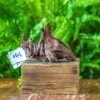 Driftwood For Moss Terrarium, Miniature, Micro Landscape, 7030 -Terrarium Plant Hub IMG 7582 d28fe7c2 b6d0 4679 9153 1e1224dff87c