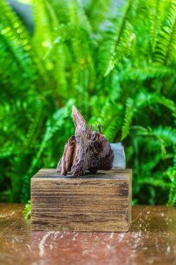 Driftwood For Moss Terrarium, Miniature, Micro Landscape, 7030 -Terrarium Plant Hub IMG 7583