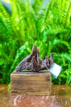 Driftwood For Moss Terrarium, Miniature, Micro Landscape, 7030 -Terrarium Plant Hub IMG 7584