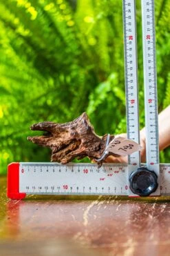 Driftwood For Moss Terrarium, Miniature, Micro Landscape, 7030 -Terrarium Plant Hub IMG 7585