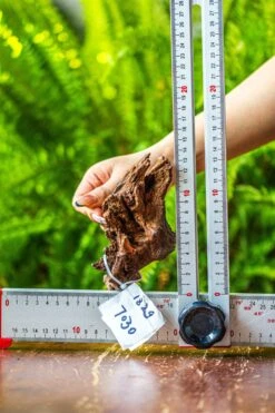 Driftwood For Moss Terrarium, Miniature, Micro Landscape, 7030 -Terrarium Plant Hub IMG 7586